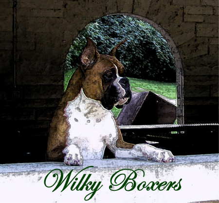 Wilky Boxers